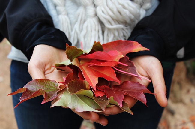 Spending time with your family in the fall is the best! Check out our Fall Bucket List for simple, inexpensive and fun ideas for your family.