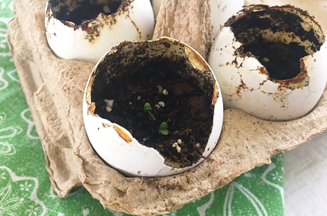 If you love cooking with fresh herbs you will love our Grow Your Own Herbs - Egg Shell Seed Starters.