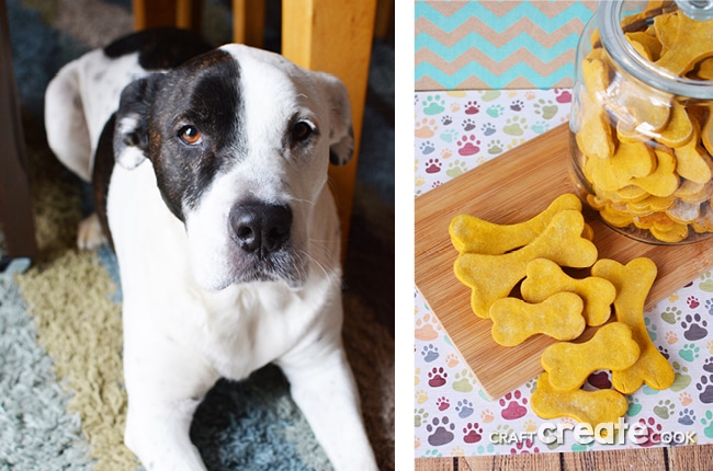 5 ingredient homemade grain free dog treats will be a big hit with your spoiled K9!