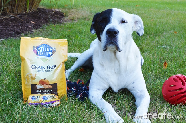 It might be time to consider switching your dog to a healthy grain free dog food diet.