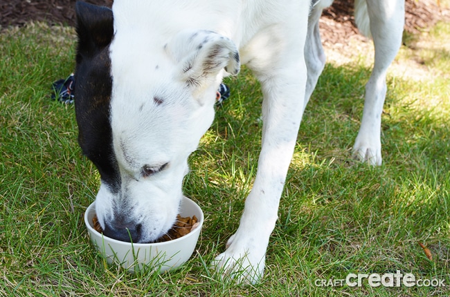It might be time to consider switching your dog to a healthy grain free dog food diet.