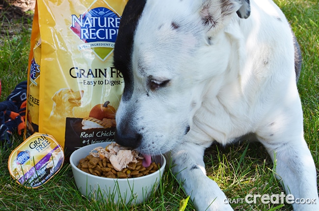 It might be time to consider switching your dog to a healthy grain free dog food diet.