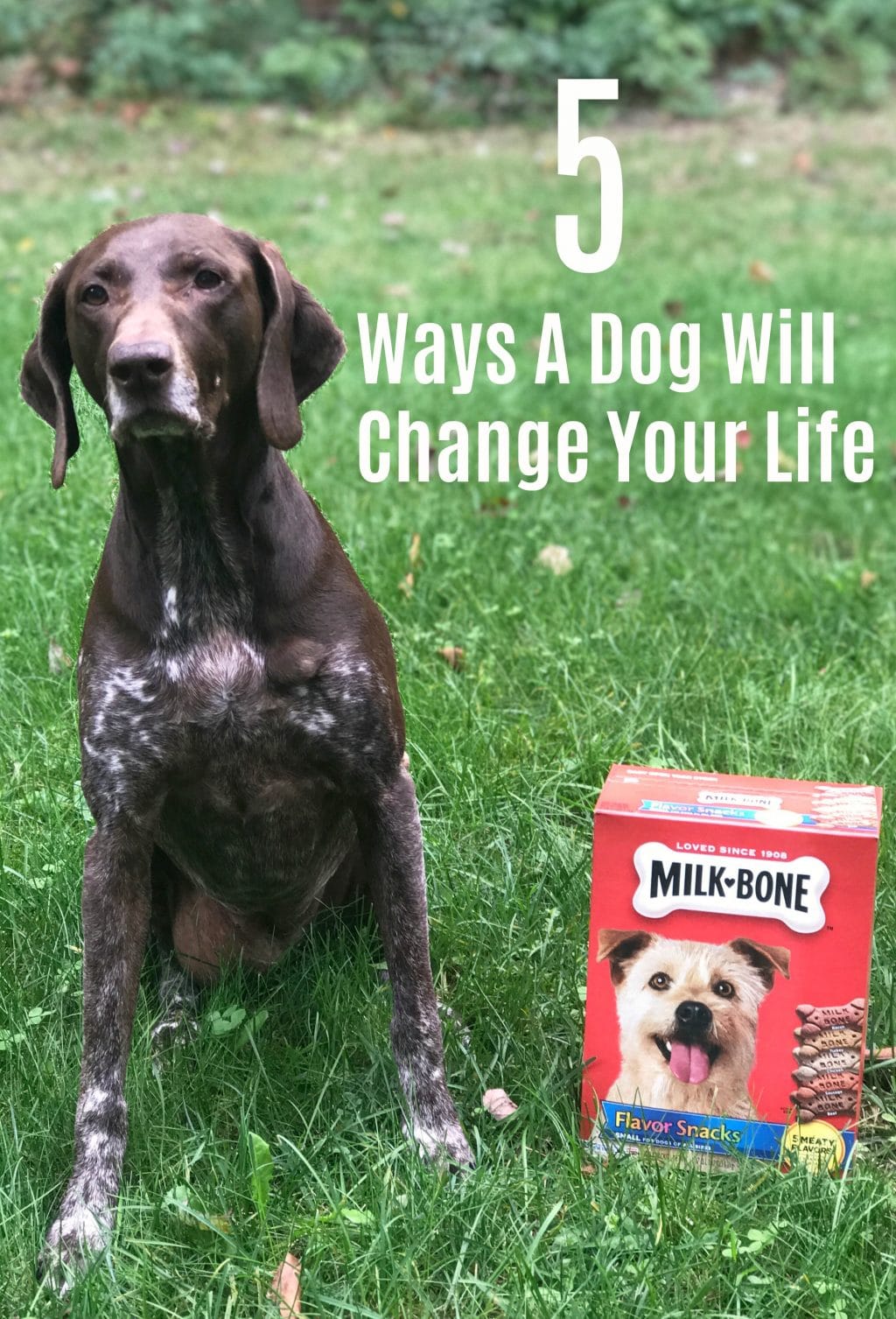 MilkboneFeatured