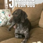 Reward your dog in 5 easy ways!