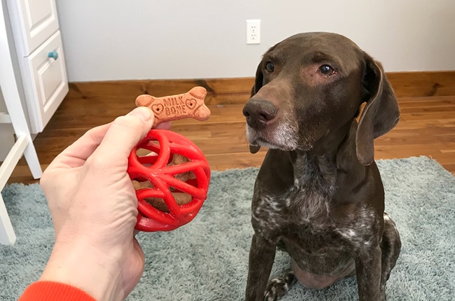 Keep your dog active with fun toys and treats!