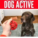 Keep your dog active with fun toys and treats!