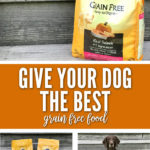 Give Your Dog The Best