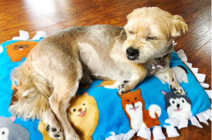 If your dog loves to be comfortable than you'll want to learn How to make your own No-Sew Dog Bed.