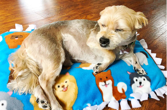 If your dog loves to be comfortable than you'll want to learn How to make your own No-Sew Dog Bed.