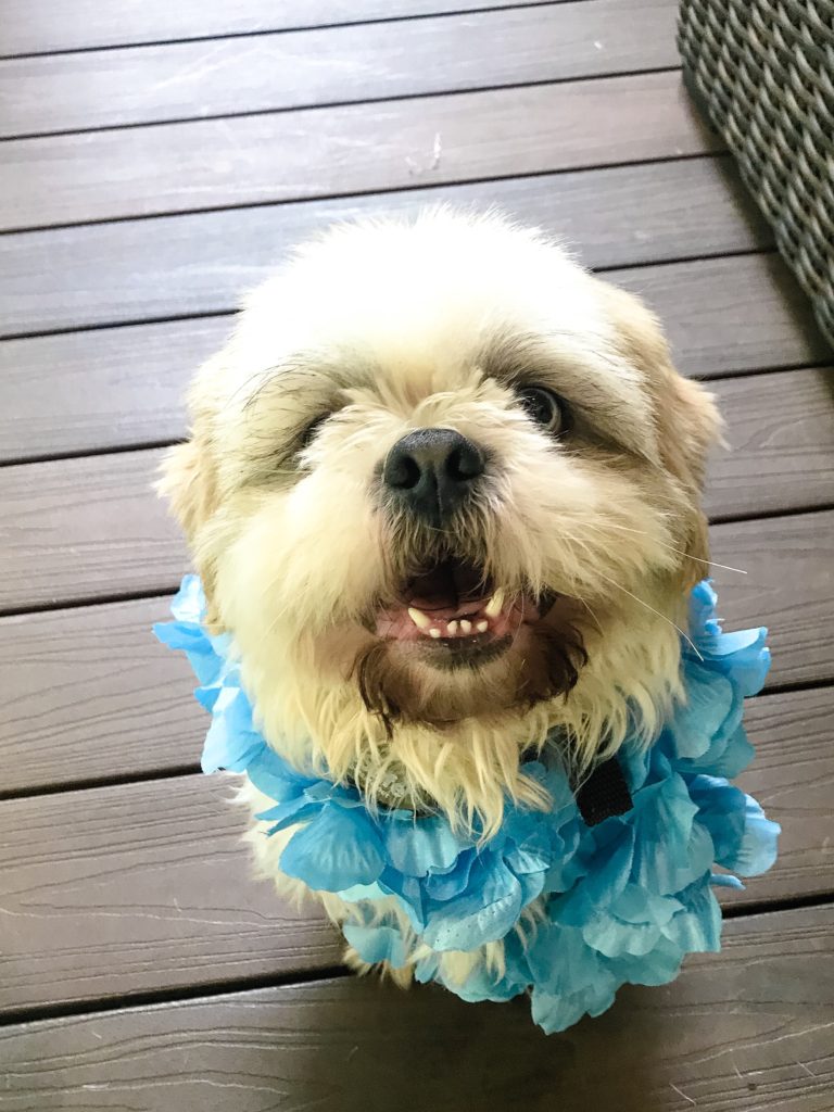 Luau Dog Lei