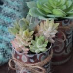 Succulents in copper planters