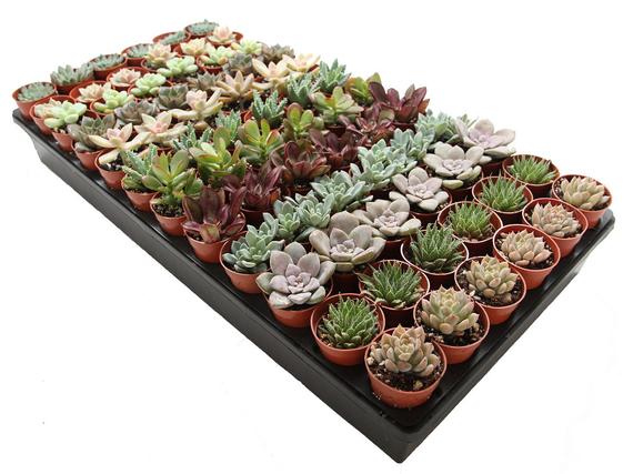 72-Pack 1.75 Mini Assorted Succulents Perfect for | Etsy