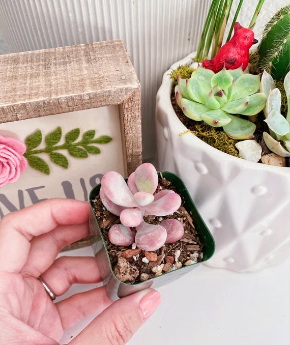 Rare Pink Moonstone Succulents Pink Pebble Rosette Plants | Etsy