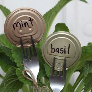Forks with tin can lids as garden markers